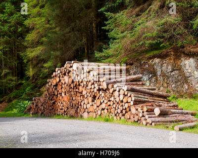 Schneiden Sie Protokolle im Whinlatter Forest, Lake District, Cumbria Stockfoto