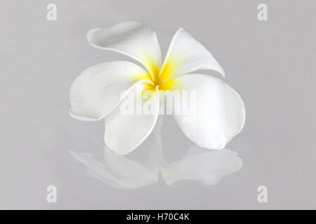 Weißen Frangipani oder Plumeria Pudica mit Reflektion auf grauem Hintergrund. Stockfoto