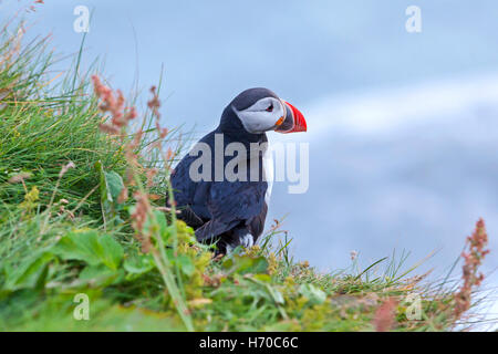 Eine Gruppe von Puffins (Papageientaucher Vögel) in Island. Stockfoto