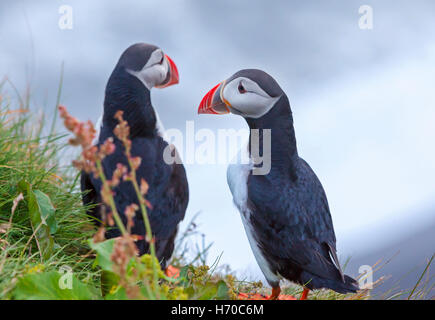 Eine Gruppe von Puffins (Papageientaucher Vögel) in Island. Stockfoto