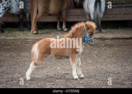 Mini Zwerg Pferde auf einer Weide auf einem Bauernhof. Mini Pferd Fohlen. Stockfoto