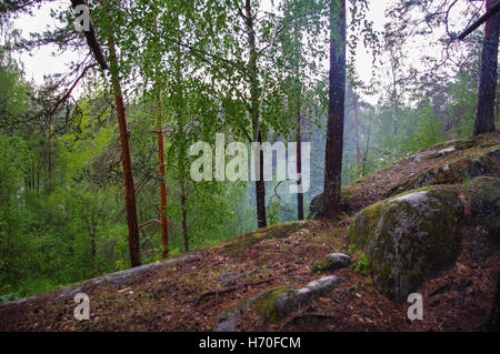 Wilden Kiefern im Morgengrauen bei Sonnenaufgang in einer schönen alpinen Wald Karelien, Russland nach dem Regen. Hohe Luftfeuchtigkeit im nebligen Dunst, viel Moos und Flechten die Steinen Felsen, keine Menschen Stockfoto