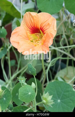 Kapuzinerkresse Orangenblütenwasser Stockfoto