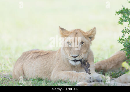 Junger Löwe (Panthera Leo) mit einem Stock spielen, reserve Masai Mara national, Kenia Stockfoto
