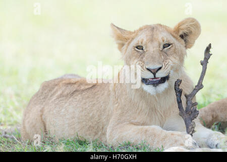 Junger Löwe (Panthera Leo) mit einem Stock spielen, reserve Masai Mara national, Kenia Stockfoto