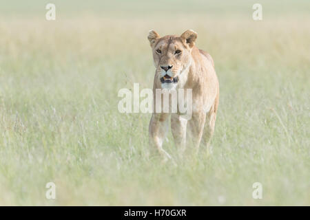 Löwin (Panthera Leo) zu Fuß in Savanne, Masai Mara, Kenia Stockfoto
