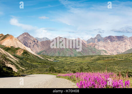 Gemeinsamen Weidenröschen (Epilobium Augustifolium) säumt die Straße auf den Gipfel des Sable Pass im Denali Nationalpark in Alaska. Stockfoto