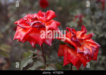 Seitlicher Blick auf zwei rote rose Blume im Herbst Garten. Gedreht in getönten Vintage Farbe, selektiven Fokus unscharf Hintergrund. Welke Rose in der Mitte mit Exemplar in Ecken Stockfoto
