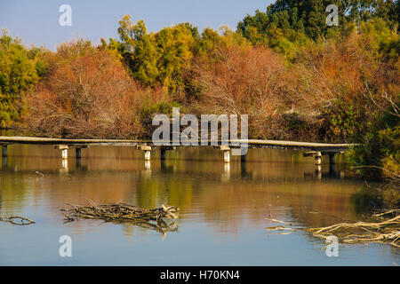 Einen erhöhten hölzernen Fußweg über einen Wasserteich in Nordisrael En Afek Nature Reserve Stockfoto