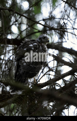 Sparrowhawk ( Accipiter nisus ), frisch geburt, junger Mann, versteckt sich zwischen Ästen, fast unsichtbar, perfekte Tarnung, Tierwelt, Europa. Stockfoto