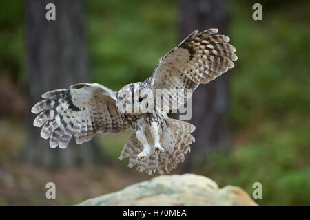 Waldkauz / Waldkauz (Strix Aluco) Landung auf einem Felsen, weite Flügel, Flügel im Flug, Vorderansicht, engelhafte ausbreitet. Stockfoto