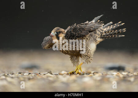 Wanderfalke (Falco peregrinus), junger Vogel auf einem Kiesdach, schüttelnder Regen fällt aus seinen Federn, Gefieder, Tierwelt, Europa. Stockfoto