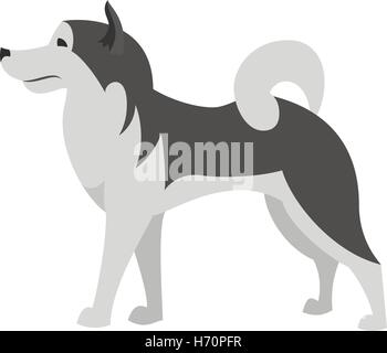 Hunderasse Alaskan Malamute im flachen Stil, Alaskan Tier reinrassigen und husky-Charakter-Vektor-illustration Stock Vektor