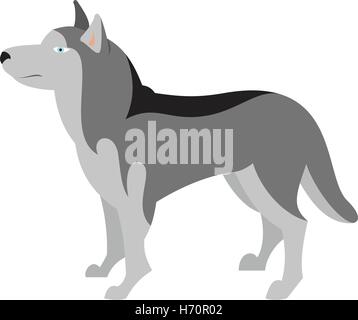 Siberian Husky Hund zu züchten und Tier Haustier mit Fell, Vektor-illustration Stock Vektor