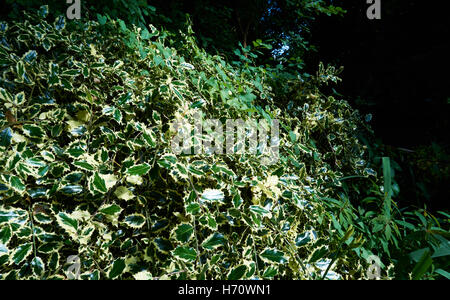 Extrem seltenen und schönen Garten gepflegt mit erstaunlichen Arten von Blumen Stockfoto