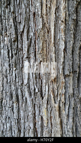 Baum Rinde Textur Pflanze Natur Muster Hintergrund Stockfoto