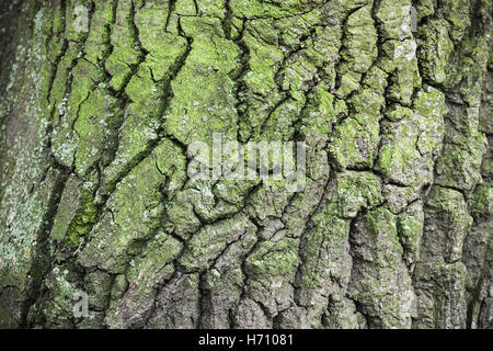 Alten Baumrinde mit grünen Flechten, natürliche Nahaufnahme Hintergrundtextur Stockfoto