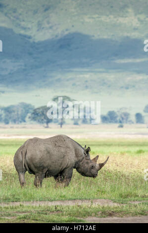 Schwarze Nashorn, Männlich (Diceros Bicornis), Ngorongoro Crater, Tansania Stockfoto