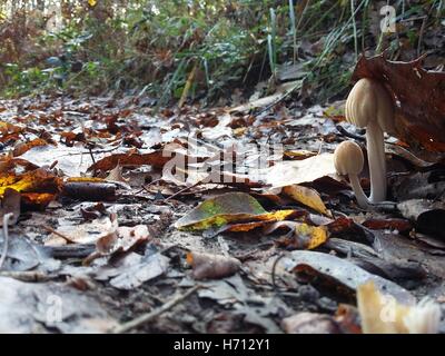 Ungenießbare Pilze im Unterholz Stockfoto