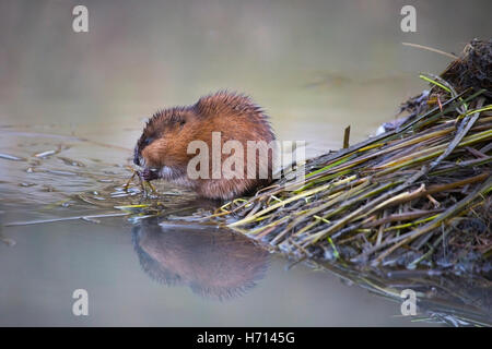 Moschusratte (Ondatra zibethicus), die Pflanzen in der Loge fressen Stockfoto