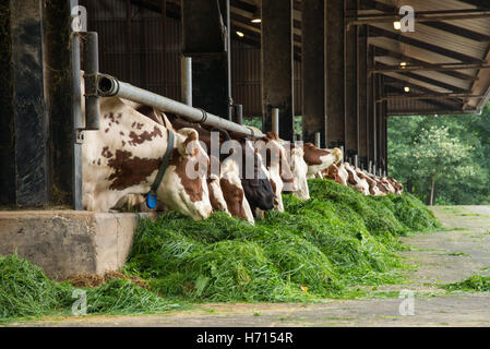 Reihe von Heu essen Kühe im Stall in den Niederlanden Stockfoto