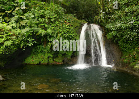 Schöner Wasserfall in einem Regenwald. Kaskaden Aux Ecrevisses, Guadeloupe, Karibische Inseln, Frankreich Stockfoto