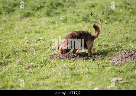 Border Terrier Hund Graben Maulwurfshügel cross Stockfoto