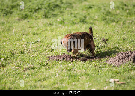 Border Terrier Hund Graben Maulwurfshügel cross Stockfoto