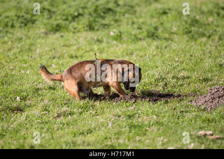 Border Terrier Hund Graben Maulwurfshügel cross Stockfoto