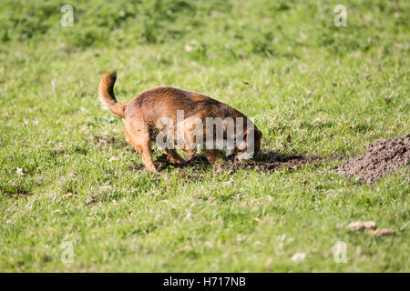 Border Terrier Hund Graben Maulwurfshügel cross Stockfoto