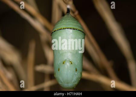 Monarchfalter (Danaus Plexippus) Puppe. Grün metallic gold Schmetterlingspuppe der North American Schmetterling in der Familie Nymphalidae Stockfoto
