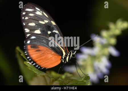 Tiger Longwing Schmetterling (Heliconius Aigeus). Zentralen und südlichen amerikanischen Heliconiid Schmetterling in der Familie Nymphalidae Stockfoto