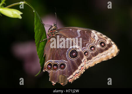 Blue Morpho Peleides (Morpho Peleides) Schmetterling Unterseite. Ventrale Ansicht des schillernden blauen Süd- und mittelamerikanischen Schmetterling Stockfoto