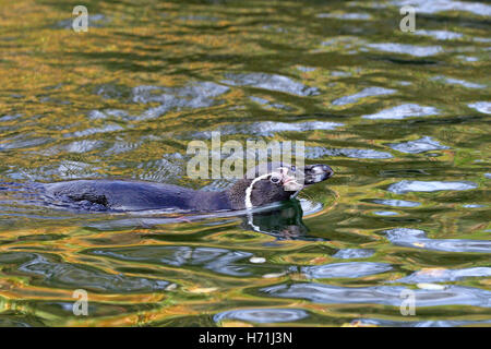 Humboldt-Pinguin, Spheniscus Humboldti, Schwimmen im Wasser am Ufer Stockfoto