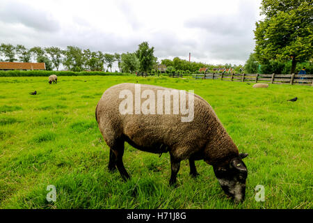 Suffolk Schafe in einem grünen Feld Stockfoto