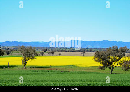 Raps-Felder im nördlichen New South Wales Australien. Stockfoto