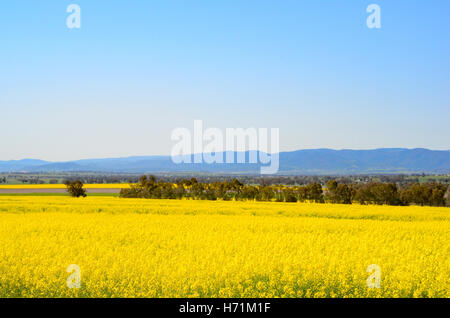 Raps-Felder im nördlichen New South Wales Australien. Stockfoto