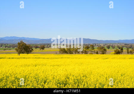 Raps-Felder im nördlichen New South Wales Australien. Stockfoto