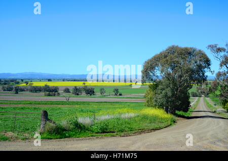 Grafschaft Lane im nördlichen New South Wales mit Raps-Felder in Ferne. Stockfoto