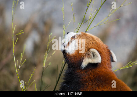 Roter Panda Naschen auf einige Blätter Stockfoto