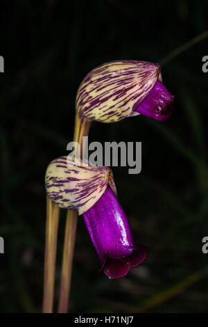 Aeginetia Indica L. ist eine Heilpflanze. Ein Großteil der Fläche ist ziemlich feucht im Wald. Stockfoto