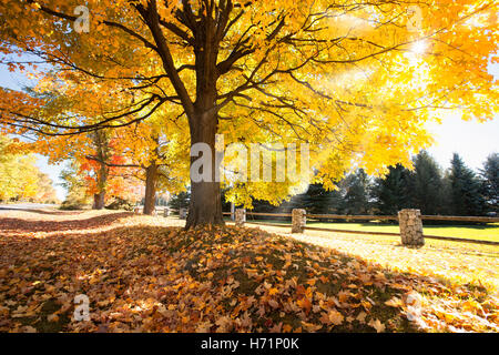 Sonne sonnig Strahlen strahlen Sonnenstrahlen Sonnenstrahl leichte helle Äste Blätter Blatt Herbst Saison Herbstfarben bunte gelb-rot-orange Stockfoto