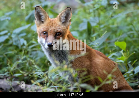 Zweig der Rotfuchs sitzende im grünen Dickicht Stockfoto