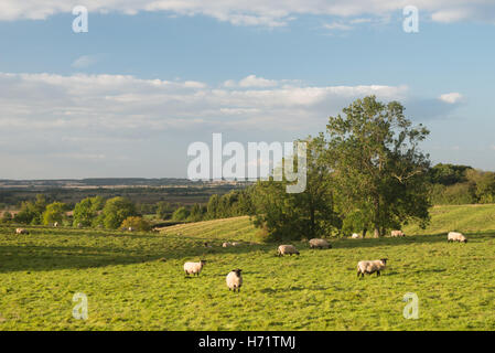 Schafe zu sammeln in einer Ansicht der offenen Landschaft von Sun Rising Hügel in der Nähe von Edge Hill, Oxfordshire, England UK Stockfoto