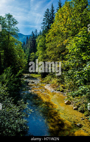 Sonnendurchflutetes Gebirgsbach mit klarem Wasser in Österreich Stockfoto