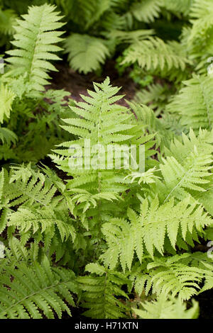 Matteuccia Struthiopteris. Ostrich Fern. Stockfoto