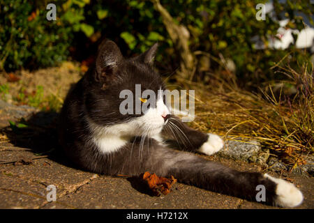 schwarze und weiße Katze ist in der Sonne entspannen Stockfoto