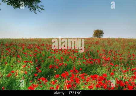 Mohnfeld in der Nähe von Llangollen in Nordwales stehende in einem Meer von rot und grün Stockfoto