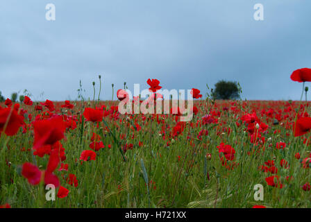 Mohnfeld in der Nähe von Llangollen in Nordwales stehende in einem Meer von rot und grün Stockfoto