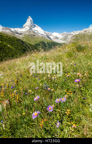 Wildblumenwiese unter dem Matterhorn, Zermatt, Walliser Alpen, Wallis, Schweiz. Stockfoto